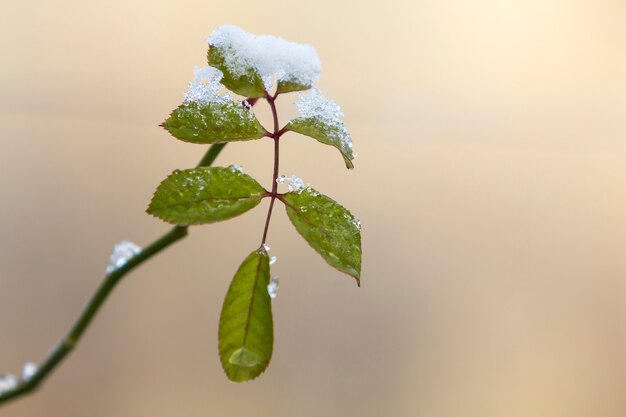 明るいぼやけた日当たりの良い雪に覆われた小さな濡れた緑の葉とバラの枝をぶら下げのクローズアップ