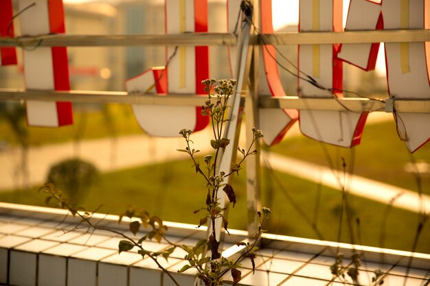 Close-up of hanging outdoors