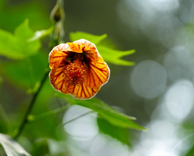 Chiuda sul fiore di campana giallo d'attaccatura