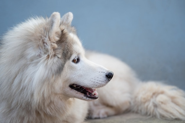 眠っている幸せな白い犬をクローズアップ