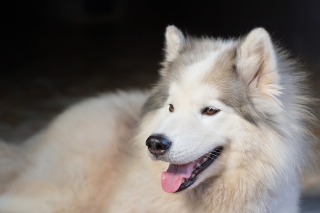 眠っている幸せな白い犬をクローズアップ