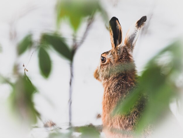 Photo close-up of hare