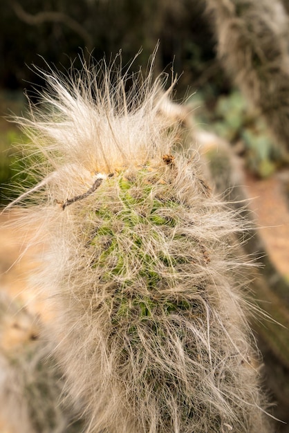 Close-up harige oude man Cactus