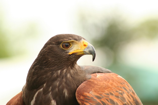 Close-up of harris hawk