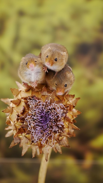 Photo close-up of harvest mice on flower