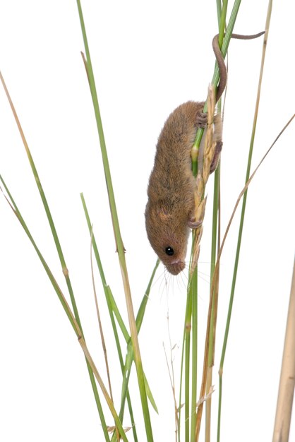 Close-up of harvest Mouse, Micromys minutus, climbing on blade of grass