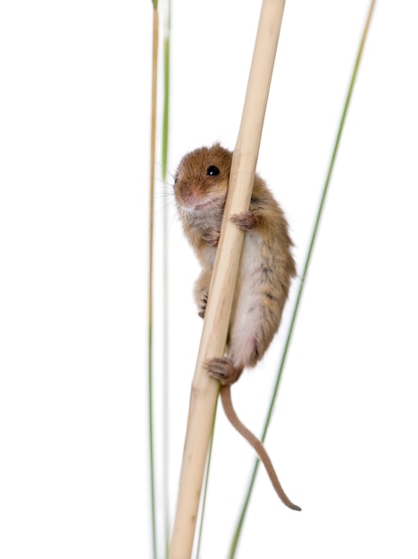 Close-up of harvest Mouse, Micromys minutus, climbing on blade of grass