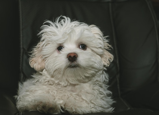 家にいるハバナ犬のクローズアップ
