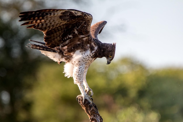 Foto close-up di falco sul ramo