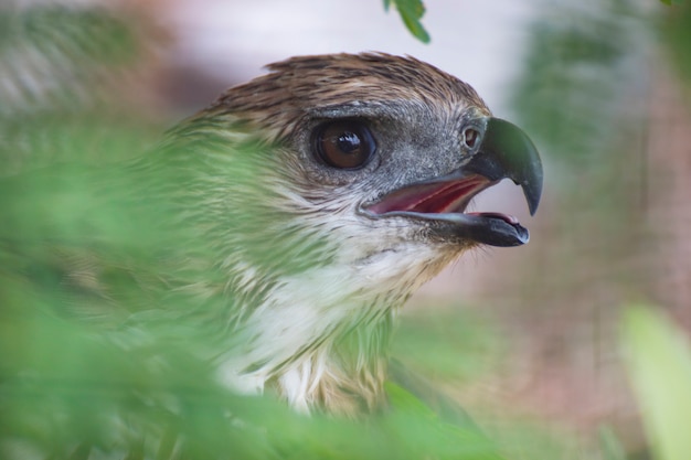 Close up of a hawk eye.