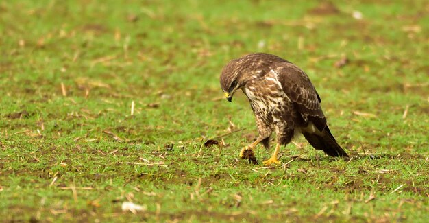 Photo close-up of hawk on field