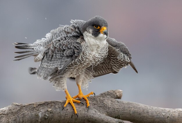 Foto prossimo piano di un falco appoggiato su un ramo