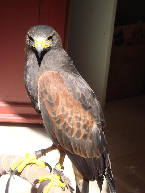 Photo close-up of hawk perching on chair