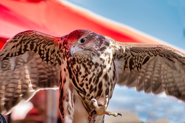 Foto close-up di un falco che prende le ali