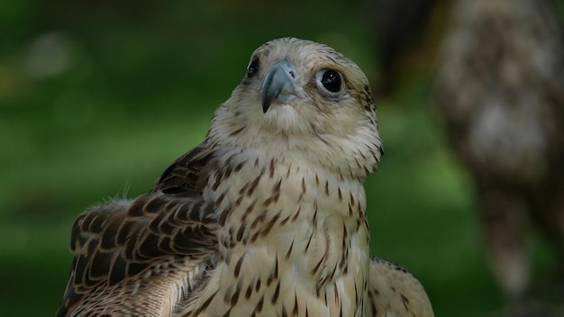 Photo close-up of hawk