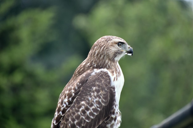 Close-up of a hawk