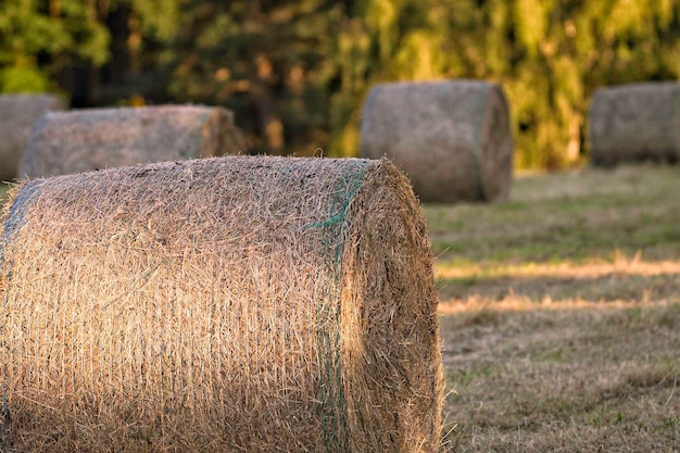 Photo close-up of hay bales on field