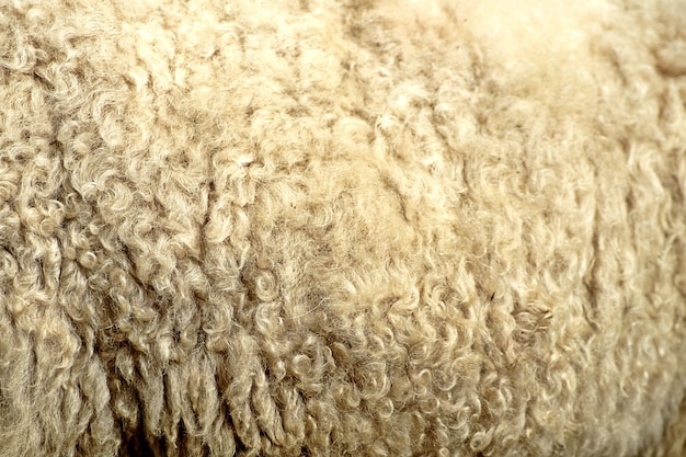 Photo close-up of hay