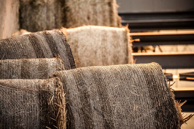 Close-up of hay