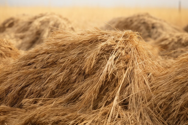 A close up of a haystack field