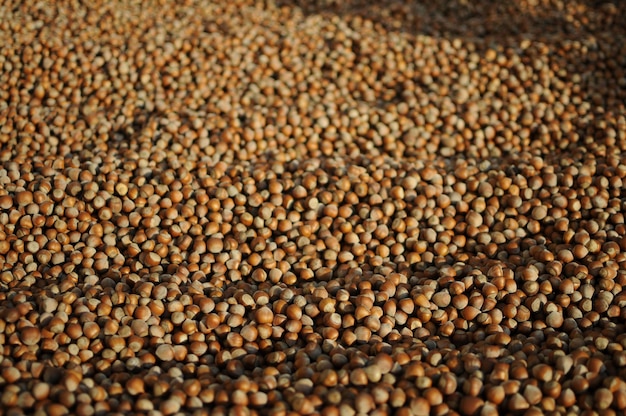 Close up hazelnuts. Hazelnut composition and backgorund. Turkish hazelnuts. organic natural food.