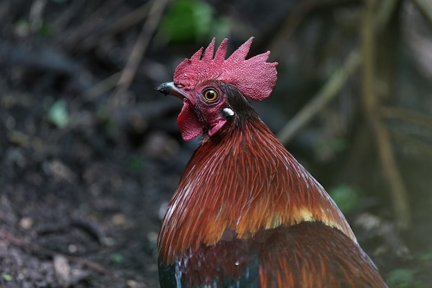 Foto primo piano della testa adulta red junglefowl gallus gallus bankiva allo stato selvatico