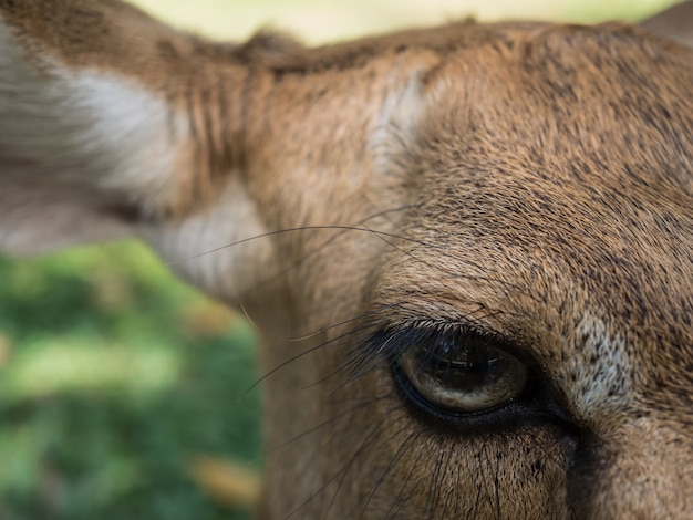 Photo close up head antelope