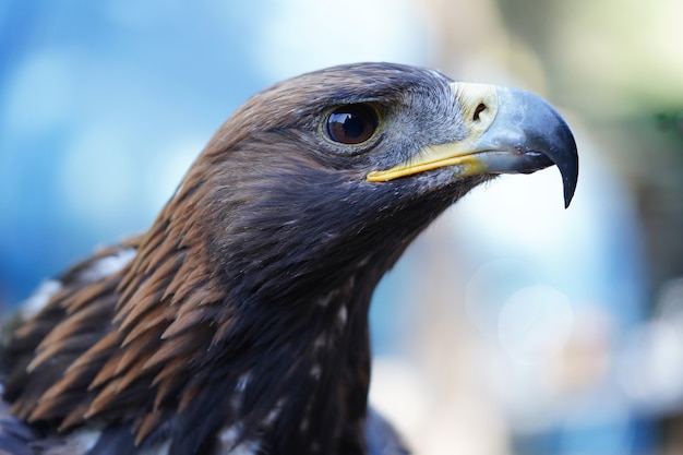 Primo piano della testa di un uccello da preda. foto di alta qualità