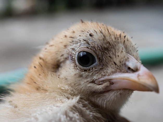 Photo close-up  head of a bird