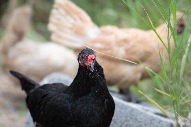 close up of the head of a chicken