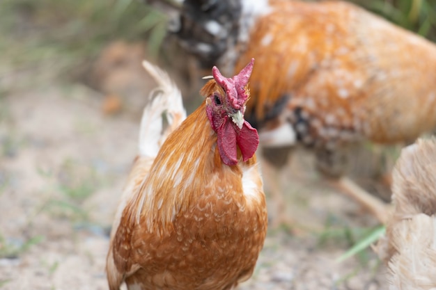 close up of the head of a chicken