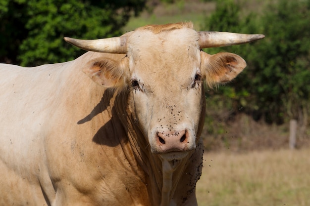 Close up on the head of a cow with flies