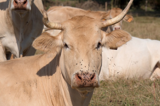 Close up on the head of a cow with flies