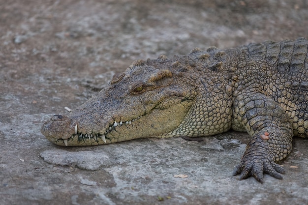 Close-up of Head crocodile, alligator in the park