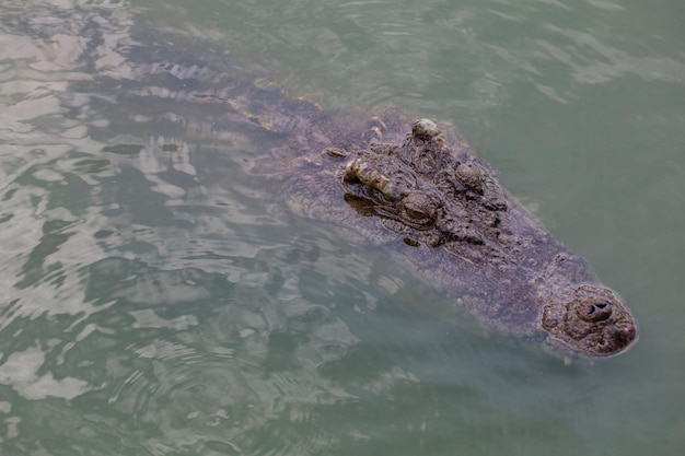 Primo piano testa coccodrillo è mostra la testa nel fiume all'occhio thailandfocus