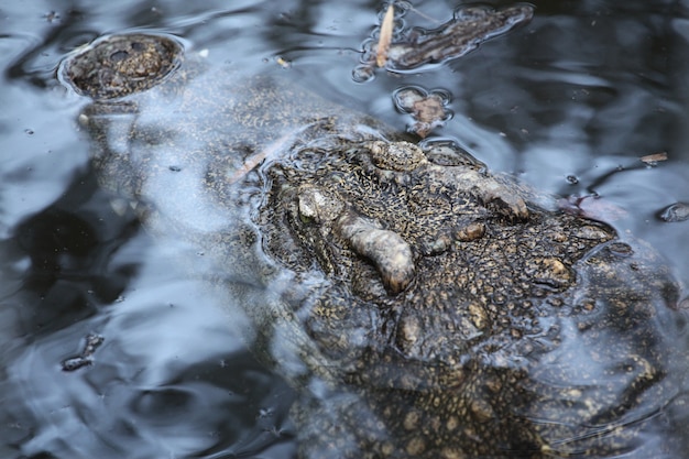 Закройте голову крокодила под водой