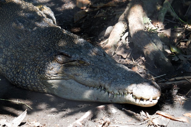 Close up head of crocodile