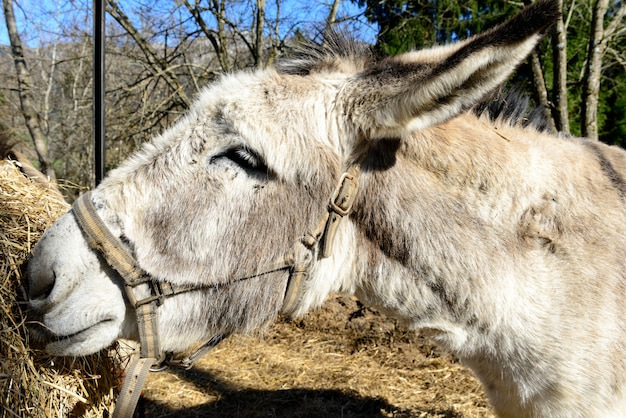 Close-up on the head of a donkey