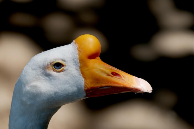 Photo close up head of goose