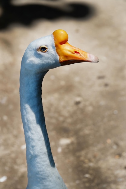 Photo close up head of goose
