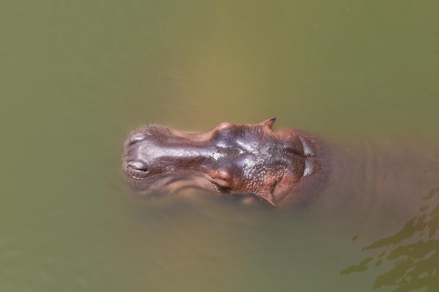 Chiuda sull'ippopotamo capo nel fiume