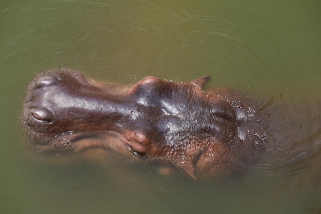 Foto chiuda sull'ippopotamo capo nel fiume