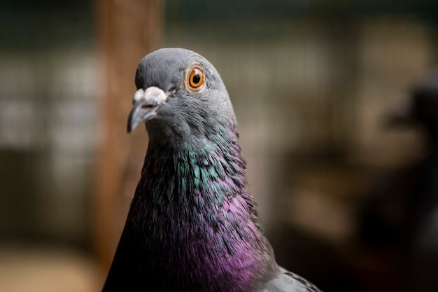 Chiuda sulla testa dell'uccello del piccione viaggiatore