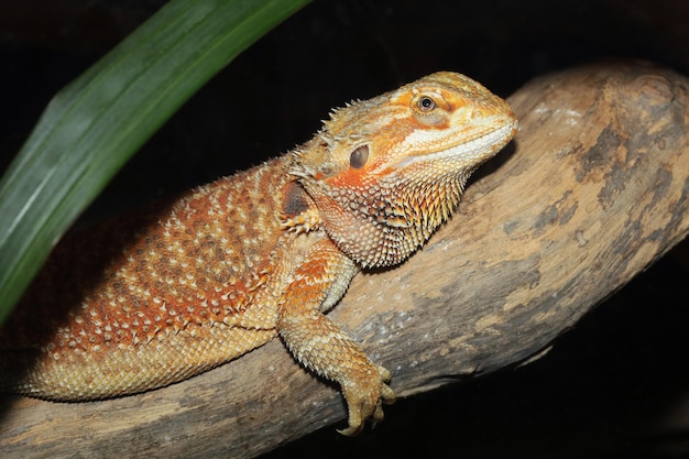 Close up head Horned Lizard at thailand