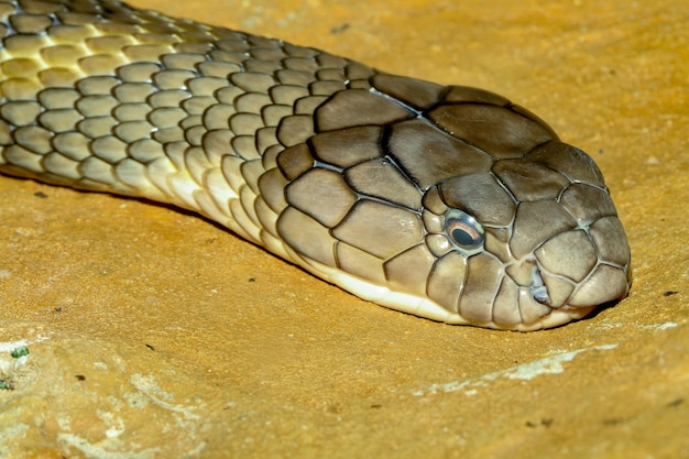 Photo close up head king cobra at thailand