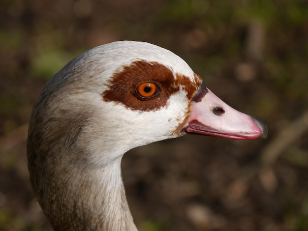 Photo close-up of head of nile goose