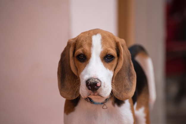 Close up of head puppy beagle