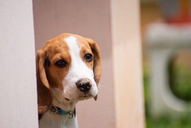 Close up of head puppy beagle