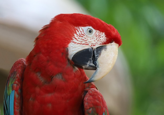 庭の赤いコンゴウインコのオウムの鳥の頭をクローズアップ