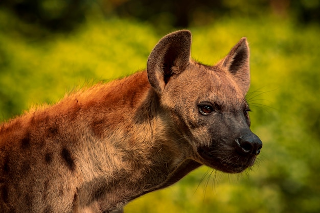 Close up head of spot hyena with hunter eyes looking